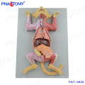 PNT-0826 Life size cat anatomical model